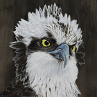 Osprey:250*200mm, Acrylic color, 2009