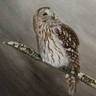 Ural Owl:700*350mm, Acrylic color, 2010