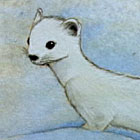 Ermine:400*200mm, Acrylic color, 2012, Private collection
